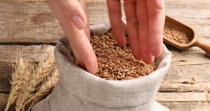 Woman taking wheat grains and spikes at wooden table, closeup