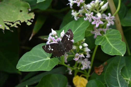 Metaplexis japonica (Rough potato) flowers. Apocynaceae perennial vine. Star-shaped pale purple flowers bloom in summer. The seeds are used medicinally and the young shoots are edible.