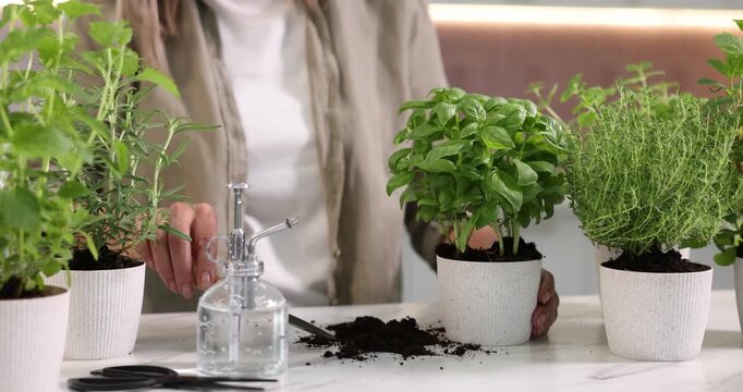 Woman transplanting herb into pot at light marble table indoors, closeup