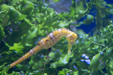 CABALLITO DE MAR © Germán