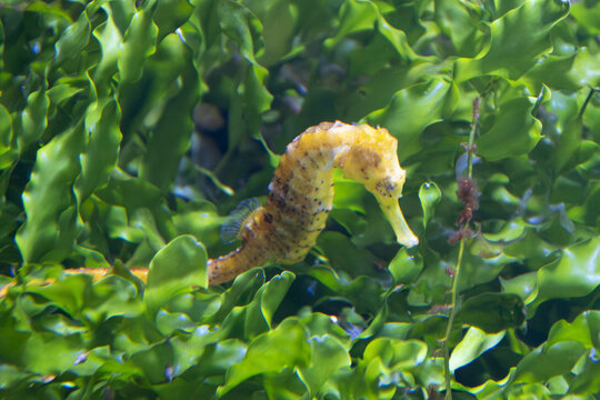 CABALLITO DE MAR