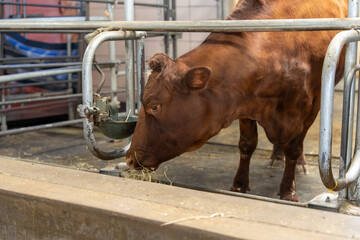 Brown Cow Eating Hay in Livestock Pen at Farm © Olha Semeniv