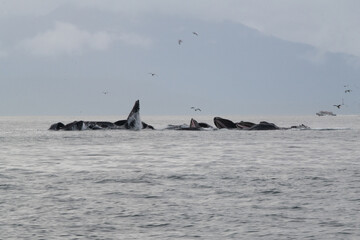 Fototapeta premium alaska humpback whale bubble feeding