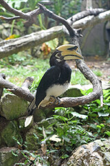 Oriental Pied Hornbill, Big Beak Bird © ash4482