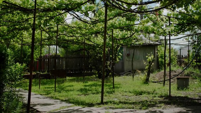 Sunlit grape arbor in peaceful rural garden during spring season.