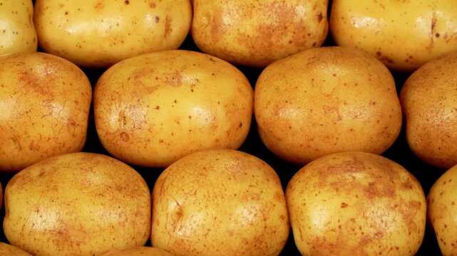 Camera dolly shot moving over fresh raw yellow organic potatoes.