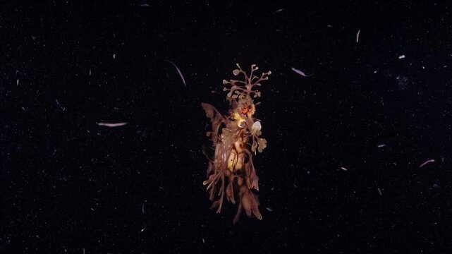 A leafy sea dragon swimming gracefully through dark water, cinematic underwater motion capture.