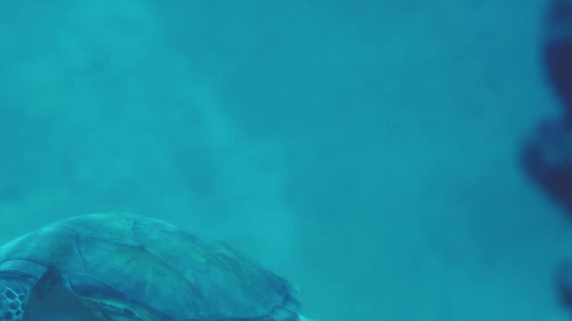 A turtle swims gracefully near a coral reef in warm blue water. Sunlight filters through the surface, creating ripples. The underwater scene shows marine life and rocks.