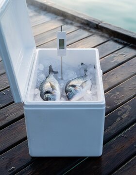 Cold-Chain Temperature Check for Fresh Fish on Ice