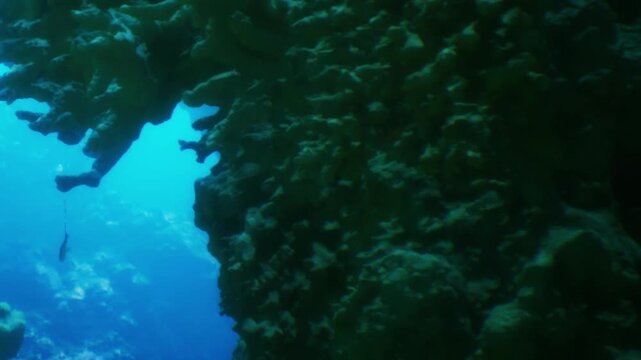 A diver explores a coral reef underwater. The coral formations are visible alongside the diver. Sunlight shines through the water creating a bright blue scene.