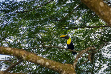 Yellow-throated toucan (Ramphastos ambiguus) perched on a branch inside dense green tree canopy, Costa Rica © Teresa