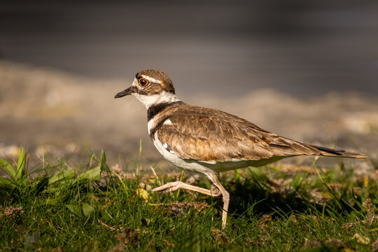 Killdeer (Charadrius vociferus) Walking on Green Grass at the Shoreline of Bayfront Park, Hamilton, Ontario, Canada