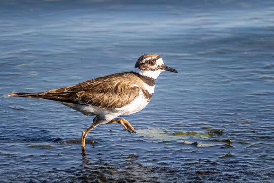 Killdeer (Charadrius vociferus) Foraging and Walking in the Shallow Water at Bayfront Park, Hamilton, Ontario, Canada