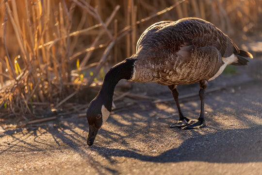 Canada goose (Branta canadensis) foraging on a path in Bayfront Park, Hamilton, Ontario.