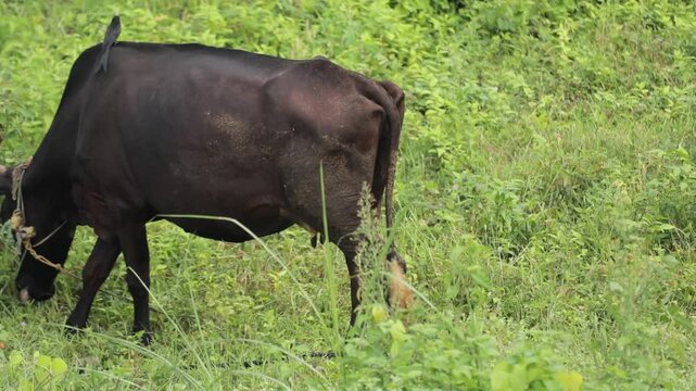 A black cow grazing on green grass in a field and a cattle egret is also there