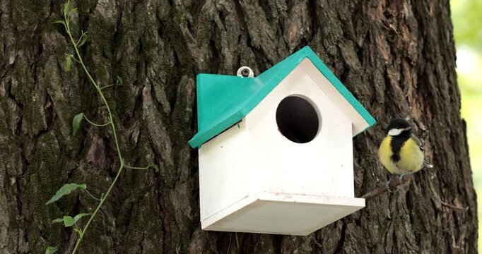 A Green Backed Tit (Parus monticolus) checking out a bird house