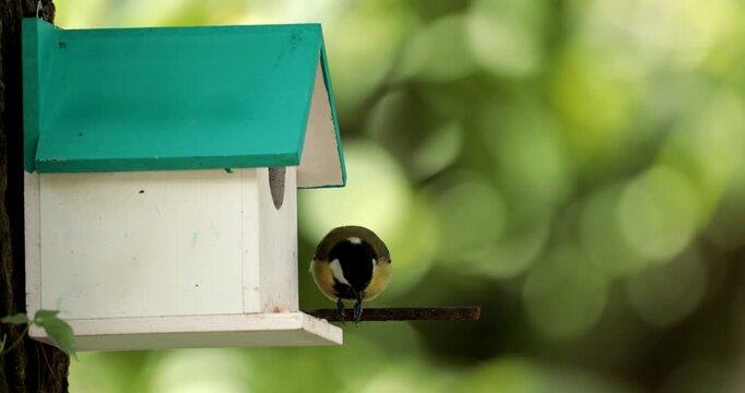 A Green Backed Tit (Parus monticolus) checking out a bird house