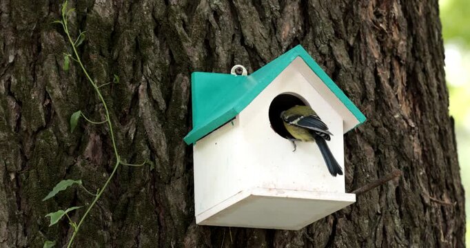 A Green Backed Tit (Parus monticolus) checking out a bird house