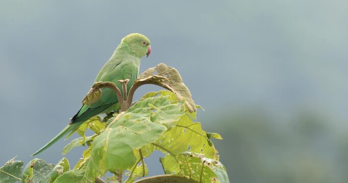 A rose ringed parakeet (Psittacula krameri) on top of a sangwan tree (Tectona grandis)