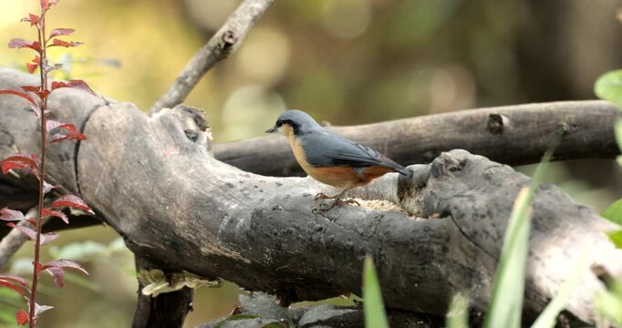  A white tailed nuthatch feeding on peanuts (Sitta himalayensis)