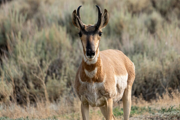 antelope wyoming  © toolman174