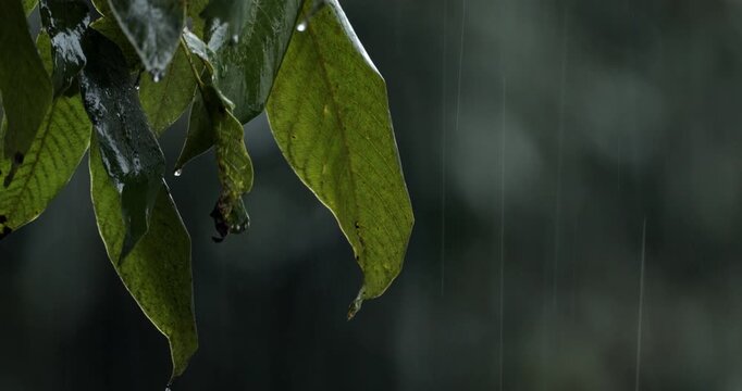 Rain drops falling on the leaves of a walnut tree