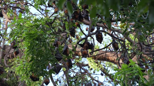 Flock of Wild Bats Hanging from Tree Branches in Tropical Forest
