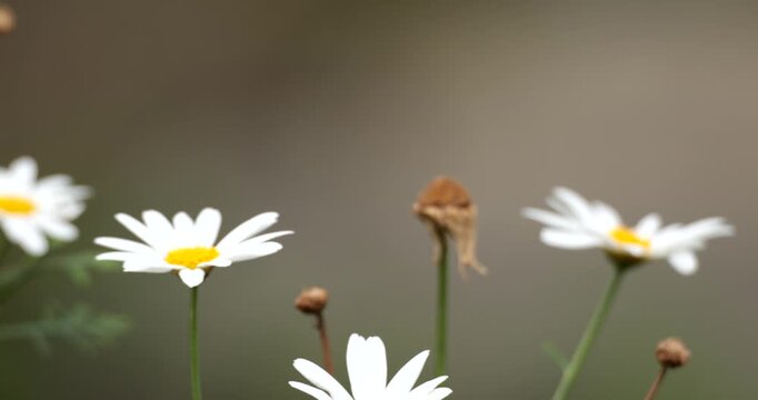 Daisy flowers in bloom also known as Leucanthemum which is a genus of flowering plants in the aster family