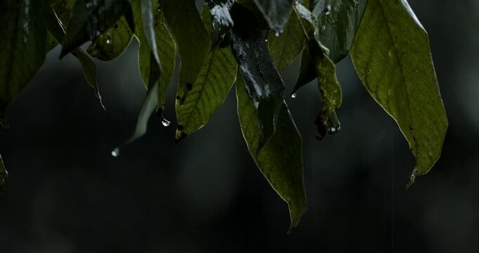 Rain drops falling on the leaves of a walnut tree