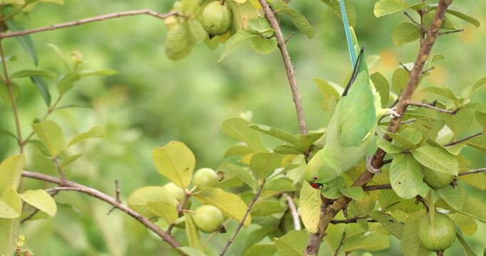 A Ring-necked Parakeet
(Psittacula krameri) feeding on a Guava tree