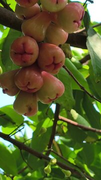 Close-up of Syzygium aqueum fruits growing naturally on a tree branch, surrounded by green leaves and textured stems, highlighting the fresh appearance of this tropical fruit-bearing plant.