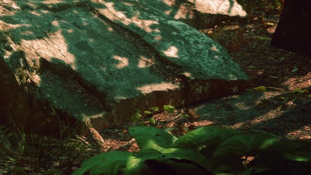 Rocks are scattered on the forest floor surrounded by green plants. Sunlight filters through the trees, creating shadows on the ground. It appears to be a bright day in a natural setting.