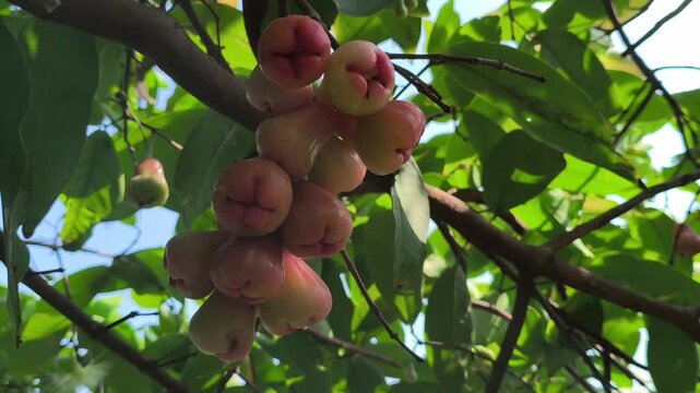 Close-up of Syzygium aqueum fruits growing naturally on a tree branch, surrounded by green leaves and textured stems, highlighting the fresh appearance of this tropical fruit-bearing plant.