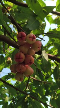 Close-up of Syzygium aqueum fruits growing naturally on a tree branch, surrounded by green leaves and textured stems, highlighting the fresh appearance of this tropical fruit-bearing plant.