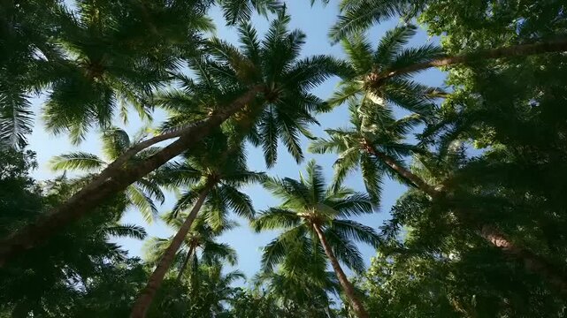 Summer hot vibe lifestyle. A vivid portrayal of a tropical forest, captured from a low angle, looking upwards at the canopy of tall palm trees. The sky is a clear, bright blue, indicating a sunny day.