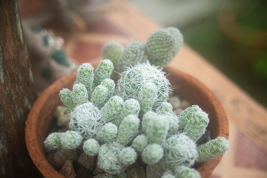Close up of decorative Mammillaria cactus clusters in an earthenware pot.A beautiful high-angle macro shot of a white-spined Mammillaria cactus cluster growing compactly in a traditional clay 