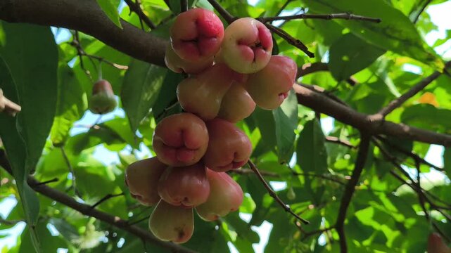 Close-up of Syzygium aqueum fruits growing naturally on a tree branch, surrounded by green leaves and textured stems, highlighting the fresh appearance of this tropical fruit-bearing plant.