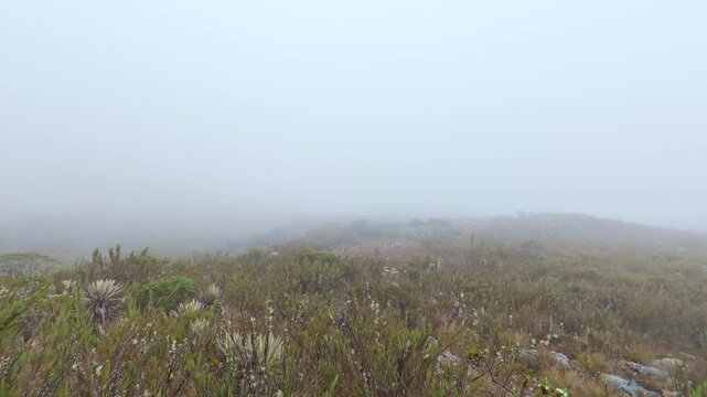 Foggy andean paramo landscape with frailejon plants