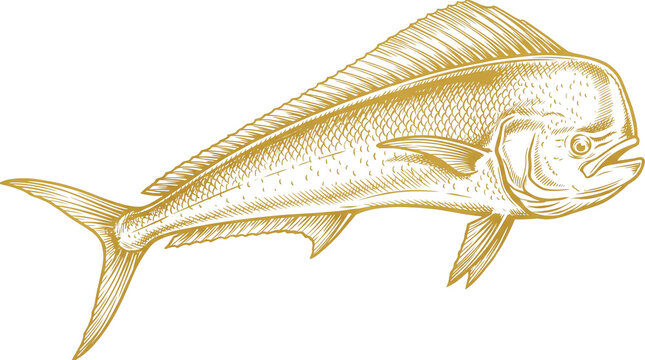 Vintage mahi mahi fish illustration, gold etched dorado sea creature, antique nautical mahi mahi drawing for seafood menus