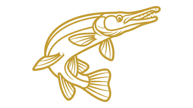 Vintage muskellunge fish illustration, gold muskie line art on white, predatory pike fishing logo for outdoor sports and angling apparel