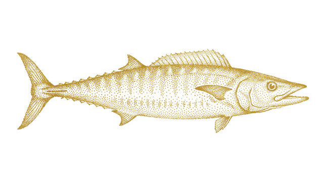 Vintage wahoo fish illustration, antique gold etching of a king mackerel, retro marine life sketch on white background