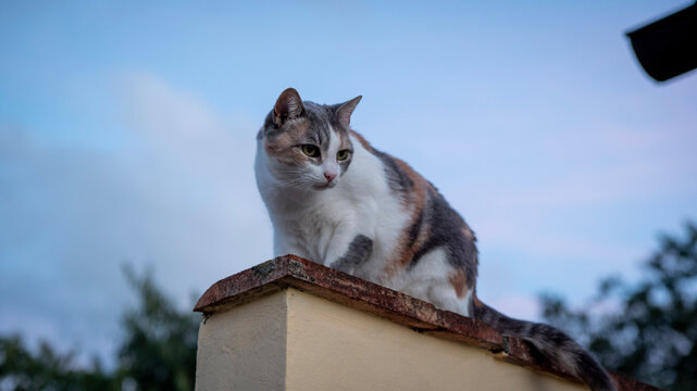 Pet cat sits on top of a wall at dusk in Florence, Italy