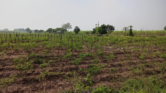 Traditional chili plants (Capsicum annuum) cultivated simply in a rural agricultural area, using basic planting methods and modest field conditions. The scene represents small-scale farming practices 