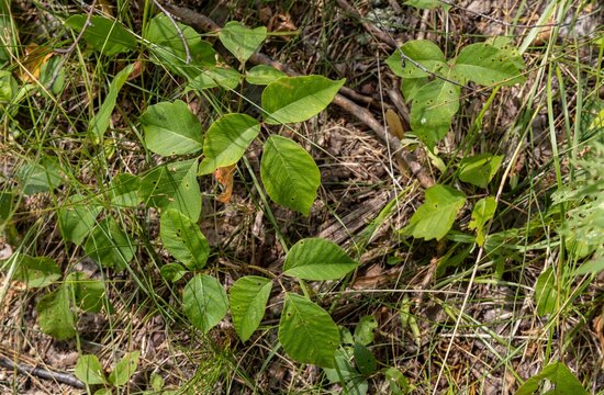 Close up texture background view of eastern poison ivy (toxicodendron radicans) plants on the ground of an uninhabited North American woodland forest in summer