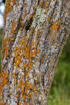 Close up texture background of orange color sac fungi and lichens (subphylum pezizomycotina) on the trunk of a mature deciduous tree on a North American lake island
