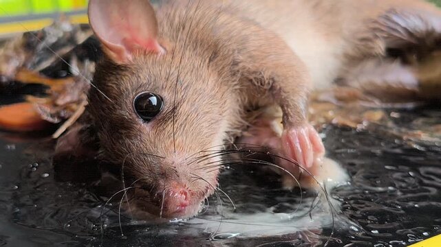 A sticky glue trap used for controlling mouse pests, illustrating a common household rodent management method for preventing infestations and protecting food storage areas.
