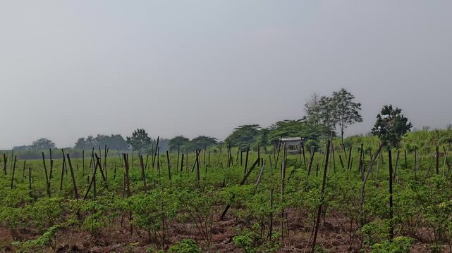 Traditional chili plants (Capsicum annuum) cultivated simply in a rural agricultural area, using basic planting methods and modest field conditions. The scene represents small-scale farming practices 