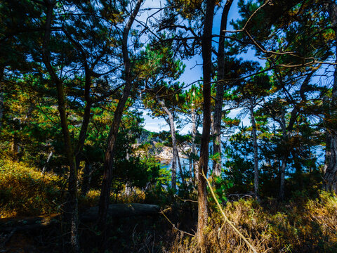 View of Point Lobos, California,