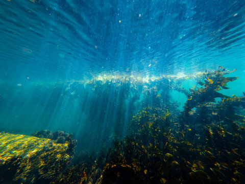 underwater view of California kelp forest