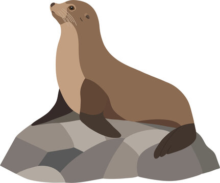 Cute seal or sea lion resting on a grey rock vector illustration